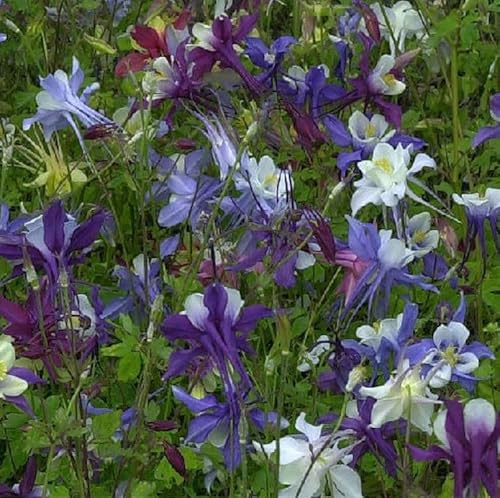 Langspornige Akelei - Aquilegia caerulea - lebende Gartenpflanze aus den Baumschulen