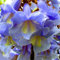 Haloppe 100 Pz Jacaranda Mimosifolia Fiori Piante Semi Per Giardino Domestico Piantare, Petali Irregolari Blu Jacaranda Mimosifolia Semi Per Giardino Seme