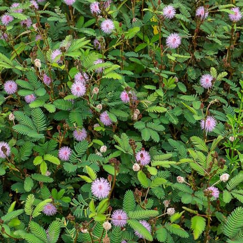 150 pcs mimosen pflanzen samen, samen geschenk, blumengarten, mimose mimosen samen (Mimosa pudica) gartenpflanzen, stauden winterhart kräuter, bonsai schnittblumen, exotische pflanzen