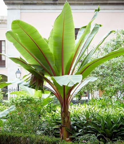 BALDUR Garten 2x Winterharte Bananen Pflanze 'rot', Pflanzen im 12 cm-Topf | Musa Basjoo Red Bananenpflanze, Bananenbaum, mehrjährige und winterharte Staude, Bananen-Früchte essbar