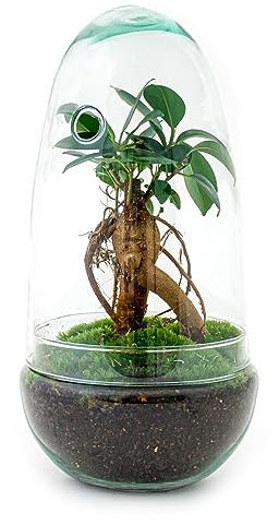 Terrarium végétal - Egg Bonsai - Ecosystème végétal -↑25 cm - Jardin en Bouteille - Bricolage - Kit de Bricolage - Ensemble Complet de Terrarium - Mini écosystème avec Plantes en Bouteille