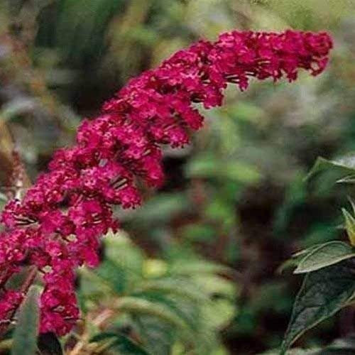 Nuovo Fresco Buddleja Davidii 10pz Rosa Semi di Piante