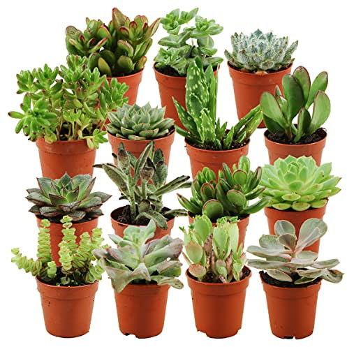 ZynesFlora Succulentes Naturelles en pot de fleurs Ø 5.5 cm - Lot de 15 - Hauteur: 5-10 cm - Mélange de Succulentes Petite Variétés Diverses Plantes Grasses d'Intérieur