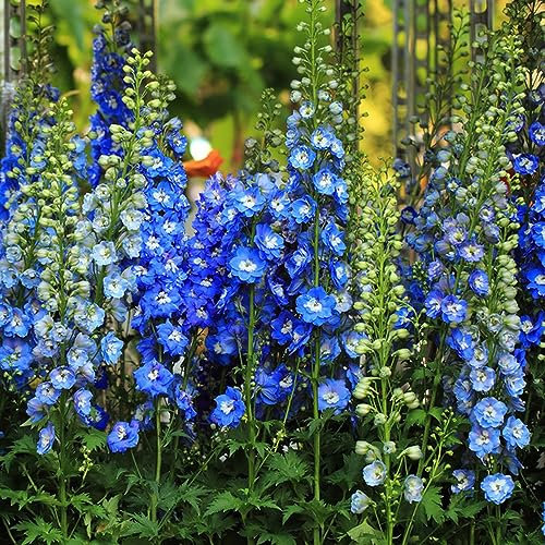 10 pezzi semi di speronella, piante pratici piante da balcone resistente Delphinium grandiflorum - Consolida ajacis piante resistenti per balcone piante da balcone fiori