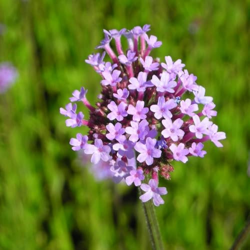 Blumixx Stauden 8 x Verbena bonariensis – Hohes Eisenkraut, mehrjährig & winterhart, Bienenmagnet, violettblühend, für Beet & Kübel, Pflanze im Topf