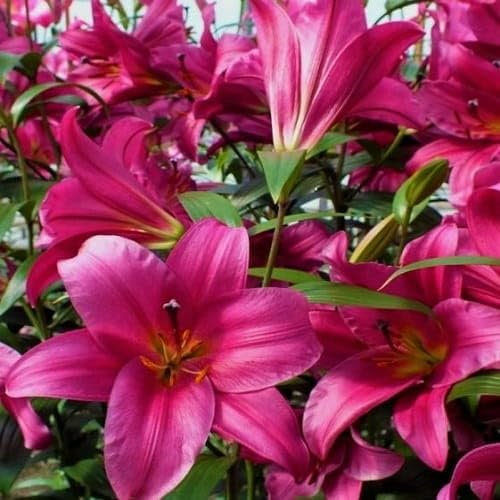 Lilienzwiebeln Baumlilie Riesenlilien Lilium Zwiebeln Onion Knollen Winterhart Frische mehrjährig duftenden Prachtblüten (Purple Prince)
