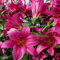 Lilienzwiebeln Baumlilie Riesenlilien Lilium Zwiebeln Onion Knollen Winterhart Frische mehrjährig duftenden Prachtblüten (Purple Prince)