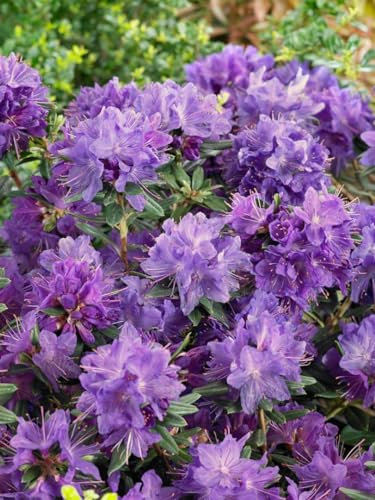Rhododendron russatum 'Gletschernacht' 50-60 cm - Rhododendron, dunkelviolette Blüten, Blütezeit Mai-Juni, ideal für schattige Gärten, winterhart und pflegeleicht