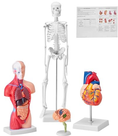 VEVOR 4-teilige Menschliche Anatomiemodelle Menschlicher Körper Anatomie Modell, Vollskelett/Vollorganset/Herz/Gehirn Abnehmbarer Menschlicher Körper Modell, für Medizinstudenten Ärzte & Lehrer