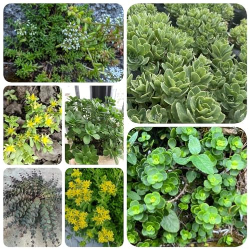 500 piezas Semillas de Sedum, plantas de Sedum, Decoración de flores de semillas suculentas. Las plantas de hoja perenne son resistentes flores plantas, hierbas semillas semillas