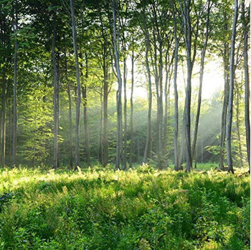FYRHLH 3D Papier Peint Forêt Grand Sticker Mural Salon Chambre Bureau Couloir Décoration Peinture Murale Moderne Vert Surface Lisse Tissu Non Tissé Épaissi 200cm×140cm(LxH)