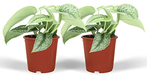 Plantas Scindapsus con Hojas Dibujadas, Interior, Verde, Pack de 2