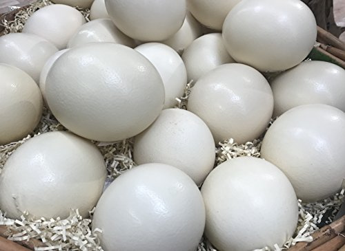 Klocke Osterdekoration Hochwertiges Natur Straußenei - Elfenbein Weiß - 10 Stück - Höhe: 15cm / Ø 13cm - Das Original aus Südafrika - Geeignet zum Dekorieren
