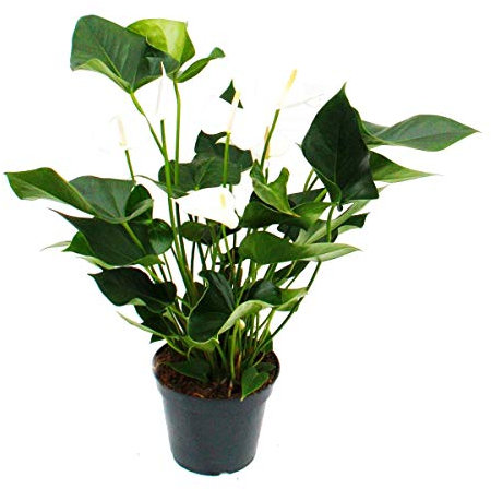 Exotenherz - Weiss-blühende Flamingoblume, Anthurium anderanum, 17cm Topf