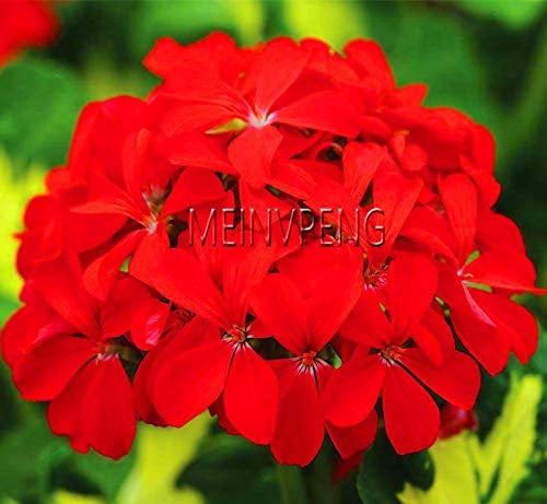New 10 pcs Geranium Flower Seeds for Gardening Red