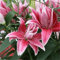 Lilien zwiebeln winterhart mehrjährig,Lilium blumen zwiebeln, niedliche mehrjährige Pflanzen wachsen gut in Töpfen.-4zwiebeln-I