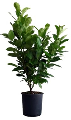 Vivaio Garden Forest Lauroceraso Prunus laurocerasus, 50 unità | Arbusto sempreverde per siepi, Foglie grandi verde lucido, Fiori bianchi primavera, Ideale privacy e bordure