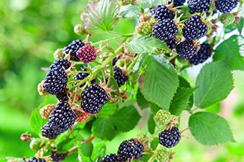 Brombeeren in Sorten, im Container 40-60