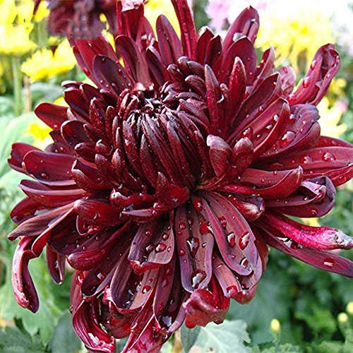 100Pezzi semi di crisantemo perenne cimelio di fiori erbacei per giardino terrazza cortile piantagione a basso costo facile da gestire