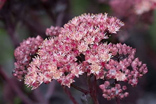 Sedum spectabile 'Purple Emperor' ca. 11x11 cm Topf - Fetthenne, purpurrote Blüten, Blütezeit August-Oktober, ideal für Steingärten, trockenheitsresistent, pflegeleicht