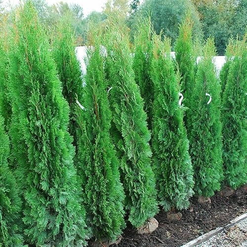 Tuia smeraldo Thuja occidentalis Smaragd pianta da siepe in vaso ø19 cm h. 40/60 cm Siepe Vivaio di Castelletto