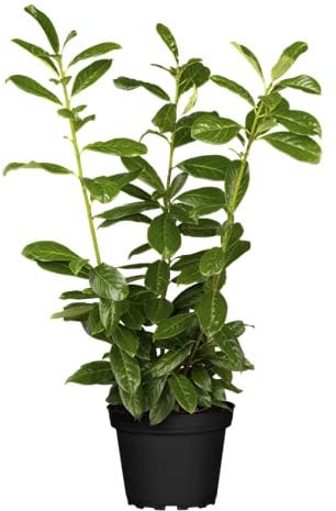 Prunus lauroc winterharte Heckenpflanze Kirschlorbeer 40-60cm im Topf gewachsen