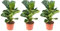 3er-Set Geigenfeige Bambino - echte Zimmerpflanze, Ficus Lyrata Bambino - Höhe ca. 35 cm, Topf-Ø 12 cm