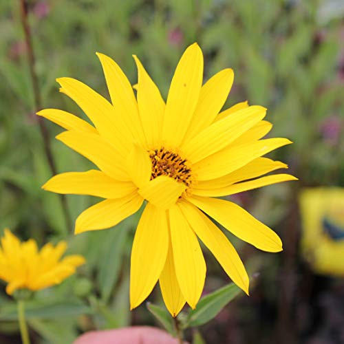 6 x Rauhaarige Stauden Sonnenblume - Helianthus Atrorubens: Rote Sonnenblumen mit rauem Laub.