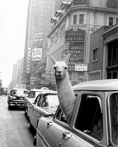 Fabulous Poster Plakat Lama a Time Square Swag New York 30er Jahre Vintage Photo