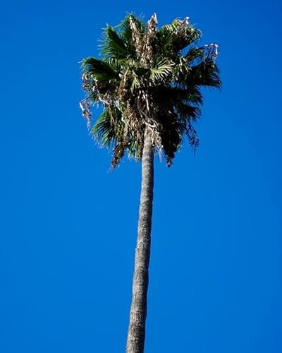 PALMA WASHINGTONIA FILIFERA NR.3 SEMI