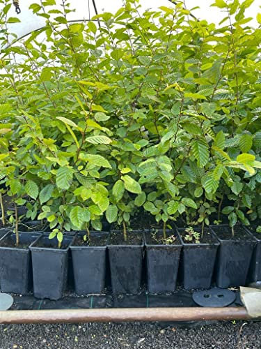 Carpinus betulus 80-100 cm - Hainbuche, ideal für Hecken, dicht verzweigt, schnittverträglich, winterhart, pflegeleicht