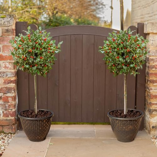 YouGarden Pair of Holly Tree Standards and Decorative Pinecone Planters, 80-100cm Tall, with 34cm Gold Effect Planters, Supplied as Garden Ready Potted Plants, Ready to Plant