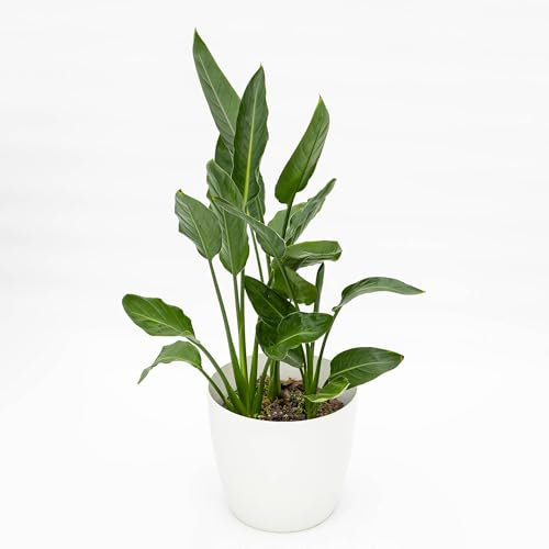 Pianta vera di Strelitzia reginae - Diametro Vaso Ø 22 cm