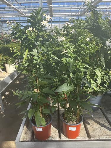 Sternjasmin Weiß - Kletterpflanzen winterhart - Immergrüner Duftjasmin 60-100cm - Jasmin Pflanze - 1,5 Liter Topf - Winterharte Pflanzen für den Garten - Jasmin - Wachstum bis zu 400 cm Höhe