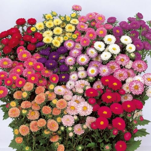 Semi fiori ASTRO NANO DOPPIO MISCUGLIO In Busta Ermetica MADE IN ITALY Qualità superiore con 95% di germogliazione con istruzioni