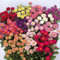 Semi fiori ASTRO NANO DOPPIO MISCUGLIO In Busta Ermetica MADE IN ITALY Qualità superiore con 95% di germogliazione con istruzioni
