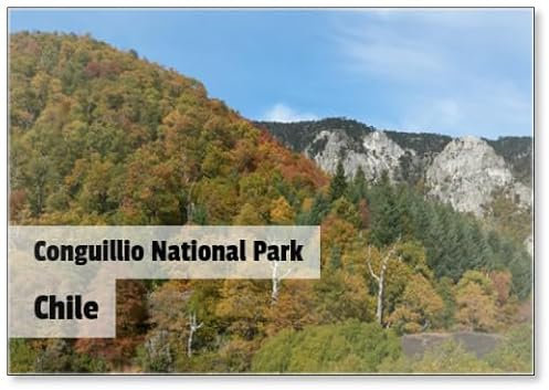 Automne dans le parc national de Conguillio au sud du Chili. Arbres dans le feuillage d'automne au premier plan; Arbres à feuilles persistantes Araucania (Araucaria Araucana) au-delà sur la montagne