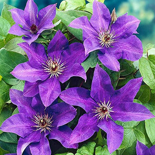Clematis The President Hardy Garden Climber Plant Flowering Outdoor Shrub in Pot (2 Litre Pot, 60-70cm)