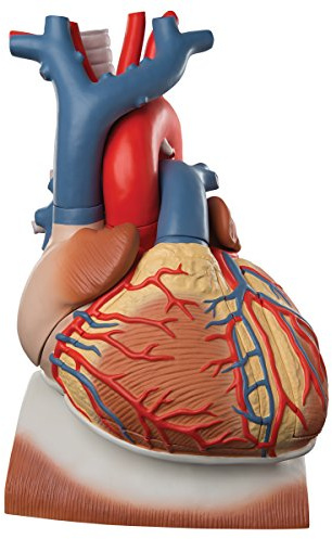 3B Scientific® Herzmodell mit Zwerchfell – 3-fache Größe, 10-teiliges menschliches Herzmodell + Smart Anatomy App (5 Jahre Garantie)
