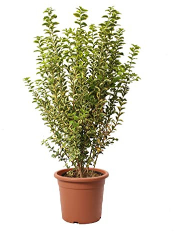 KENTIS - Ligustrum Japonicum Ovalifolium Aurea con Decorazione Vaso in Juta - Ligustro Piante da Siepe Vere - Pianta da Esterno Giardino - H 80/100 cm Vaso Ø 24 cm