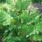 6x Königsfarn - Osmunda regalis - Topf 9x9cm