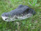 Schwimmtier Krokodil, Teichschreck, Gartenteichdekoration, 32 cm