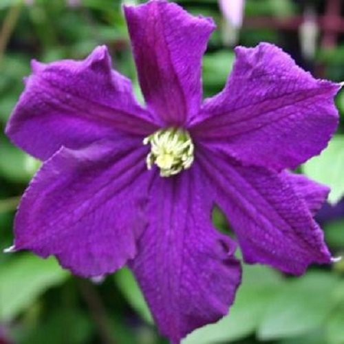 Clematis Viticella (Waldrebe) - Kletterpflanze - Blau, Mehrjährig & Winterhart | 1,5 Liter Topf