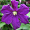 Clematis Viticella (Waldrebe) - Kletterpflanze - Blau, Mehrjährig & Winterhart | 1,5 Liter Topf