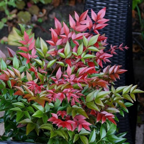 Plant Theory Obsessed Heavenly Bamboo Nandina Domestica Shrub Plant 2L Pot