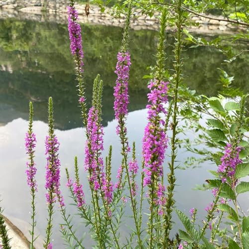 100 pcs Blutweiderich Pflanze Samen, winterharte kübelpflanzen gartenblumen Lythrum salicaria samen, herbs bio geschenke, deko pflanzen saat samen kräuter, steingartenpflanzen winterhart