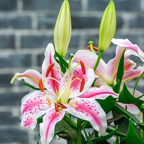5 pcs winterharte pflanzen für garten lilien zwiebeln, geschenke für den garten bloom Lilium brownii - lilie baumlilien Hydrokultur frühlingsblumen zwiebeln steingartenpflanzen winterhart