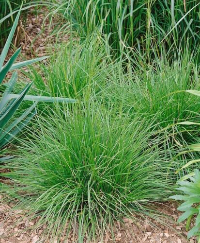 Deschampsia cespitosa 'Tauträger' 9x9 cm Topf – Winterhart, Mehrjährig, Pflegeleicht – Rasen-Schmiele – Ziergras für Garten & Beet