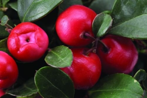 Wintergrün, Gaultheria Procumbens, 30 Halbsträucher, (Frutto Commestibile, duftender Bodendecker)