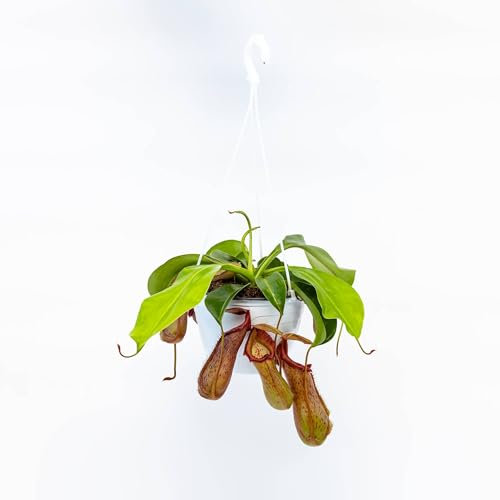 Pianta vera di Nepenthes x miranda - Diametro Vaso 18 basket